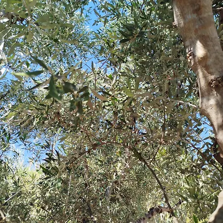 Nereids Apartments-pronoe