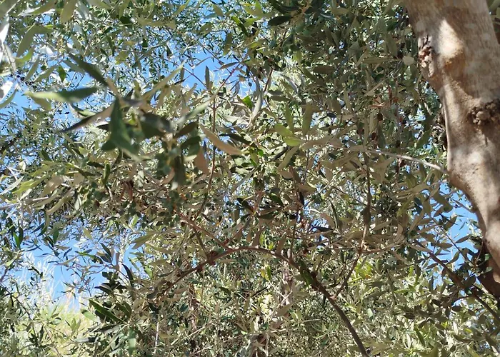 Nereids Apartments-pronoe