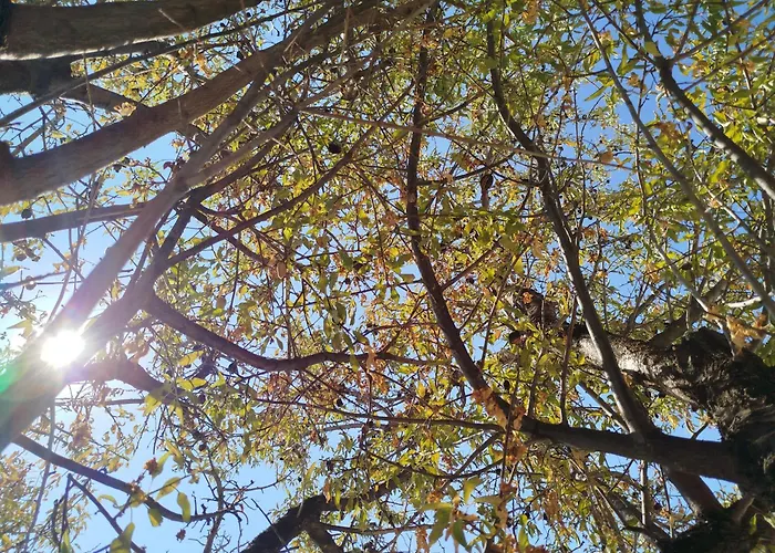 Nereids Apartments-pronoe Apartment *