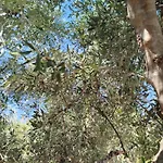 Nereids Apartments-pronoe