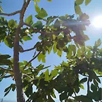 Nereids Apartments-pronoe * Petalídhion
