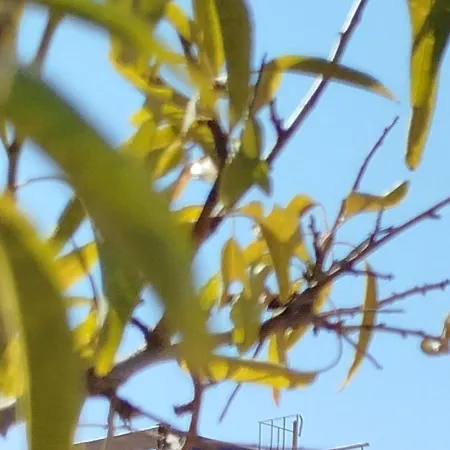 Nereids Apartments-pronoe Petalidi