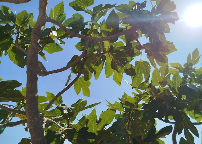 Nereids Apartments-pronoe * Petalídhion