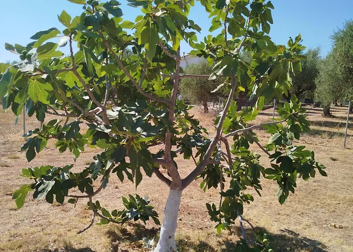 Nereids Apartments-pronoe 아파트